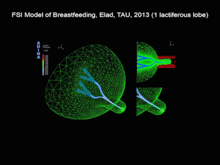 Model-1Lobe-pnas