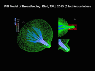 Model-5-Lobe-pnas